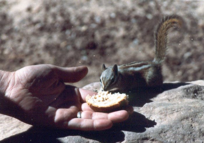 ../Images/087.Zion Canjon.jpg